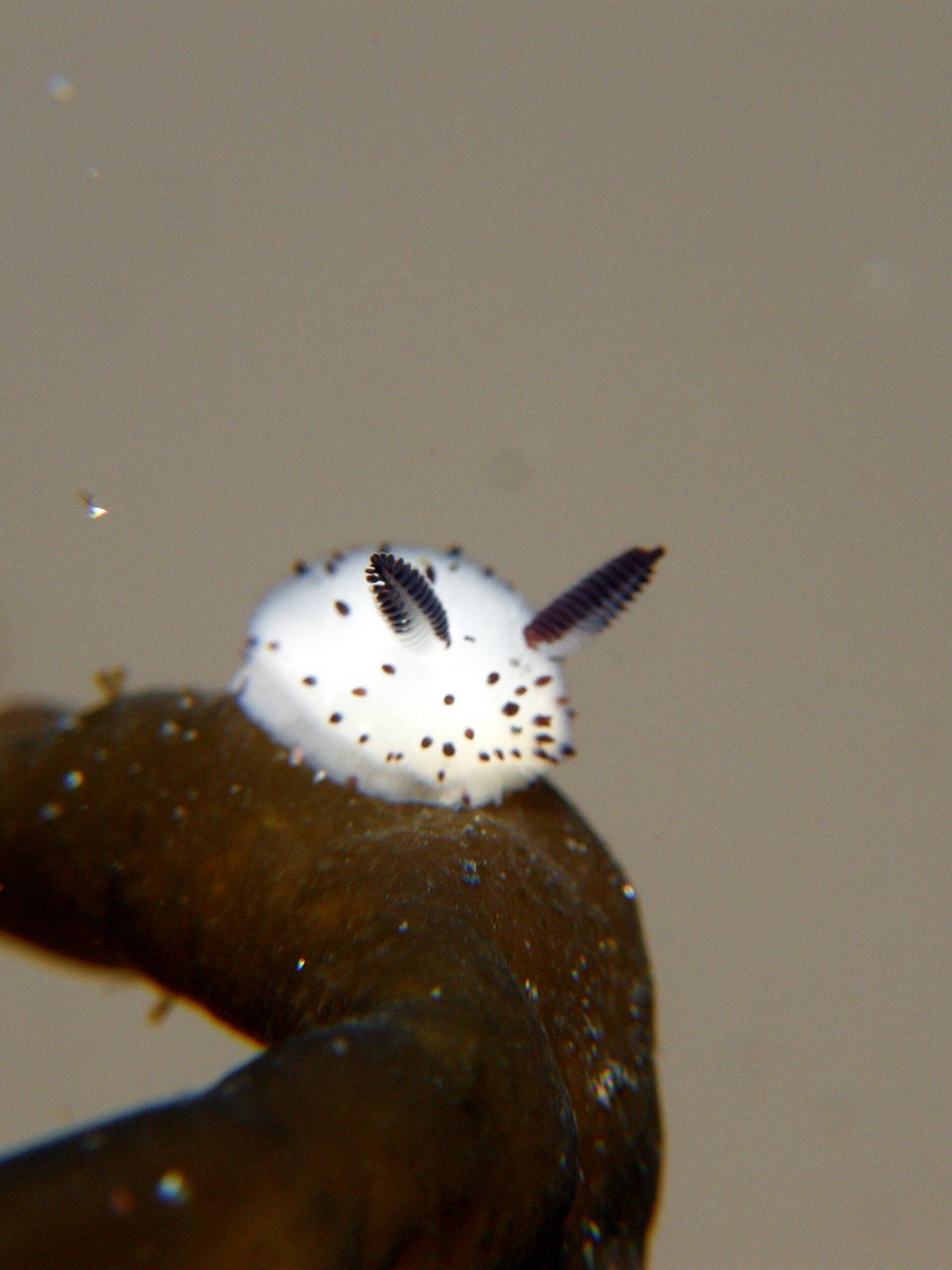 O?蛦(o音标怎么读)-澳门娱乐城